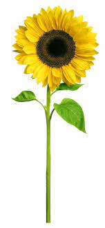 Sunflower Sunflower Wall Art Sunflower Pictures Flower Pictures
