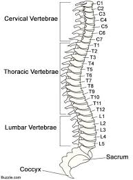 Add or replace dom elements to the application or. Go 2800 The Spine Diagram Download Diagram