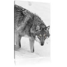 Download and listen online einsamer wolf by adalwolf. Leinwandbilder Klein 40 Cm 60 Cm Hoch Wolf Zum Verlieben Wayfair De