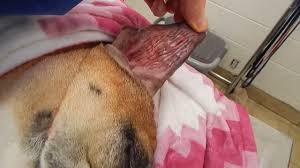 Image result for abscess dog's ear flap