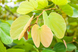 Image result for Bauhinia macrantha