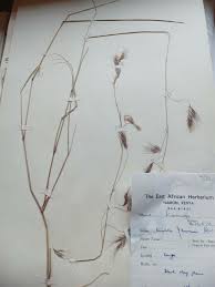 Image result for Aristida recta
