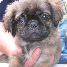 Pug puppies are charming, animated and comical. Harrisonburg Va Pug Meet Casey A Pet For Adoption