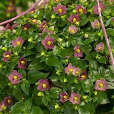 Image result for Exacum