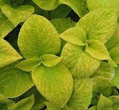Image result for Coleus hadiensis