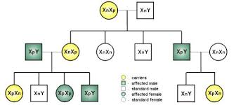 If someone is color blind this usually means that their eyes do not produce the right pigments to see certain colors. Pedigree For Colour Deficiency