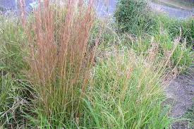 Image result for Hyparrhenia rudis