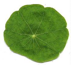 Ejemplo de cómo usar peltate en una oración de cambridge dictionary labs Lon Capa Botany Online Features Of Flowering Plants Leaf Shapes Simple Leaves