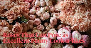 Check spelling or type a new query. Try Roses Instead Of Peonies Article On Thursd