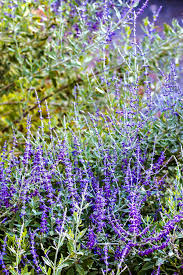 Purple flowers native to pennsylvania. Pa Wild Flowers Flowers In The Wild Flowers Pixoto