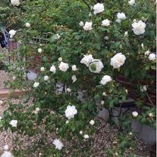 Artemis (@panteliramsay)