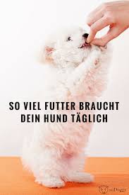 Wieviel Futter Braucht Ein Hund Taglich Midoggy Community Hunde Futter Hunde Hundeschule