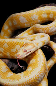 See more of magic carpet python on facebook. Pin On Reptiles And Ideas