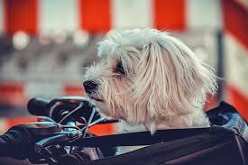 The best bike baskets for hauling (almost) anything. Best Front Bike Baskets For Dogs Buyer S Guide Puptraveller