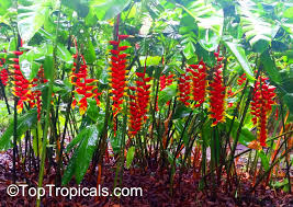 Image result for Caesalpinia rostrata