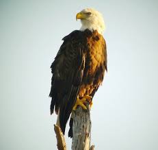 Birds Of Prey Central Florida Bald Eagle Bald Eagle Central Florida Eagle