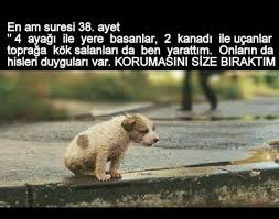 Aysel Taskin Adli Kullanicinin Ozlu Sozler Panosundaki Pin 2020 Hayvan Sozleri Hayvan Haklari Hayvan