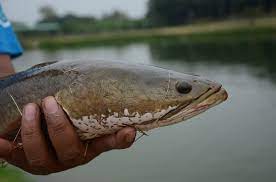 Gambar ikan hiu hitam putih. Info Spesies Spesies Channa Striata Haruan Umpan