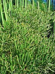 Image result for Euphorbia spissiflora