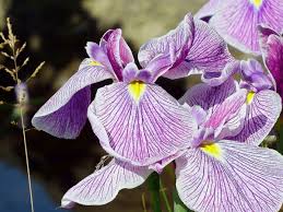 Walking iris, neomarica gracilis or apostle's iris belongs to iridaceae family. Forty Facts About Irises Beautiful Flowers And Useful Plants Owlcation