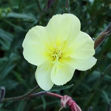 Image result for Oenothera stricta
