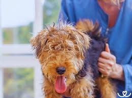 Image result for velšteriér