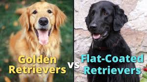Check spelling or type a new query. Golden Vs Flat Coated Retriever What S The Difference Loyal Goldens