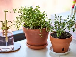 When to harvest lemon thyme. How To Grow Thyme Plants Indoors Apartment Therapy