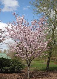 Prunus Sargentii Pink Flair Cherry One Of The Better Performing And Useful Cherries Available Compared Flowering Cherry Tree Shade Trees Ornamental Cherry