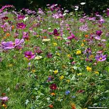 Butterfly Hummingbird Wildflower Seed Mix Wildflower Seeds Wild Flowers Wildflower Garden