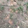 Another common home remedy of killing ants in your lawn is mixing olive oil with dishwashing liquid and spraying the ants with it. Https Encrypted Tbn0 Gstatic Com Images Q Tbn And9gcsvu7ava85i00i Vd5rb Thmqs6d4 Wblzqjjhafkspvrfbqq Usqp Cau