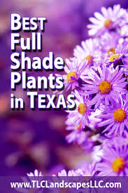 Check spelling or type a new query. It Is No Secret That Texas Can Get Hot In The Summer Therefore Has Plenty Of Sun To Go Around What Best Plants For Shade Full Shade Plants Part Shade Plants