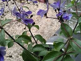 Image result for Rotheca myricoides