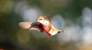 Resultado de imagen de soñar del colibri
