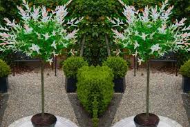 It gets about 4 hrs of sun per day. Pair Of Salix Flamingo Trees Shop Wowcher