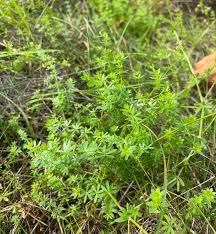 Image result for Galium bussei