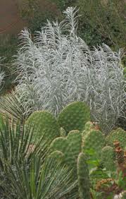 Image result for Vernonia sutherlandii