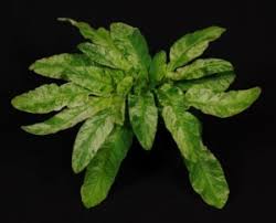 Image result for Streptocarpus umtaliensis