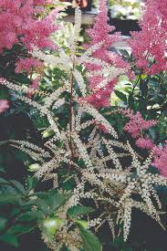 Sign up for our newsletter to receive coupons Fern Like Foliage Kentucky Living