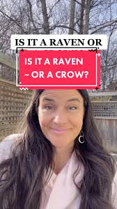 Diferencias entre cuervo y raven: Aprende a identificar