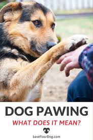 Why Is My Dog Pawing At Me 10 Reasons They Want Your Attention Dog Paws Dog Training Dog Care