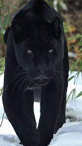 Wallpaper Iphone Animal Download Hd Wallpaper Iphone Animal Black Panther Novocom Top