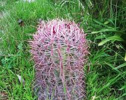 These cactus seeds add a decorative element to your space and give that natural look to your living spaces. Barrel Cactus Seeds Etsy