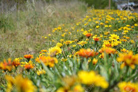 Maybe you would like to learn more about one of these? Gelb Orange Blumen Im Gras Am Strassenrand Strassenrand Lizenzfreie Fotos Bilder Und Stock Fotografie Image 48328137