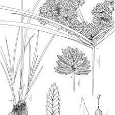 Image result for Pycreus mundtii