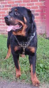 World class rottweiler puppies for sale available worldwide. Rottweiler Puppy Dog For Sale In Richmond Virginia