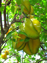 Leicht süß mit einem sauren unterton. Die Sternfrucht Averrhoa Carambola Gewuerzsommeliers Webseite
