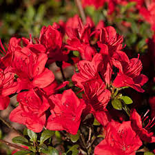 Azaleen — zu griechisch azaléos »trocken«, »dürr« singular azalee die, , auch azali|en, als topf oder gartenpflanzen kultivierte arten und formen der ostasiatischen gattung rhododendron. Naturagart Shop Niedrige Azalee Rot Online Kaufen