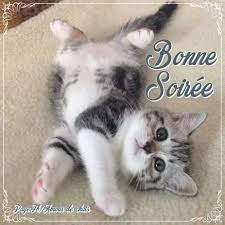AMOUR De CHATS 2 - BONSOIR BONSOIR LES ZAMIS BELLE ET DOUCE SOIREE GROS  BISOUS <3 MH | Facebook