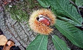 Kastanien Esskastanien Maronen Was Ist Was Und Was Ist Essbar